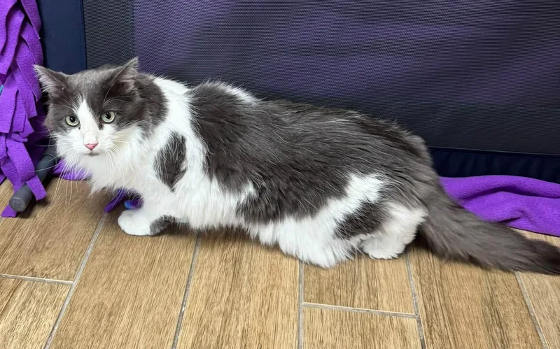 A senior medium-sized female Domestic Long Hair cat named Prescilla Purrington for adoption in Rowlett, TX