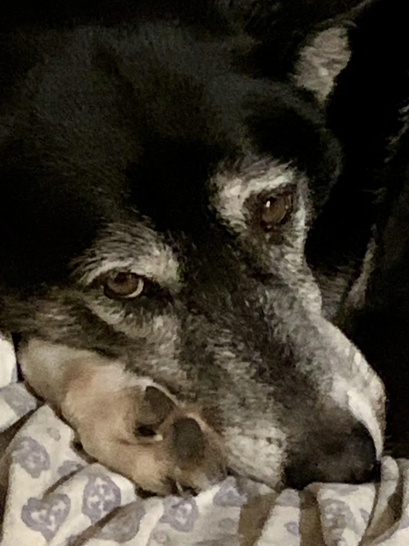 An adult large-sized male Black Husky dog named Gus for adoption in Houston, TX