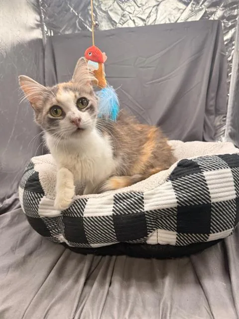 An adult small-sized female Domestic Medium Hair cat named Yara for adoption in Appling, GA