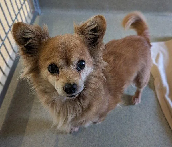 A senior small-sized female Pomeranian dog named Princess Buttercup for adoption in San Jose, CA