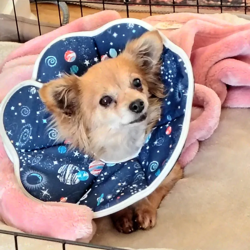 Princess Buttercup thumbnail 3