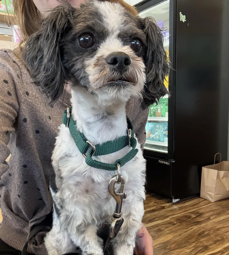 A young small-sized male Shih Tzu dog named Gizmo for adoption in Muskego, WI