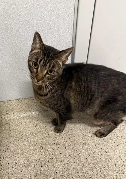An adult large-sized female Domestic Short Hair cat named Sunflower for adoption in Lafayette, IN
