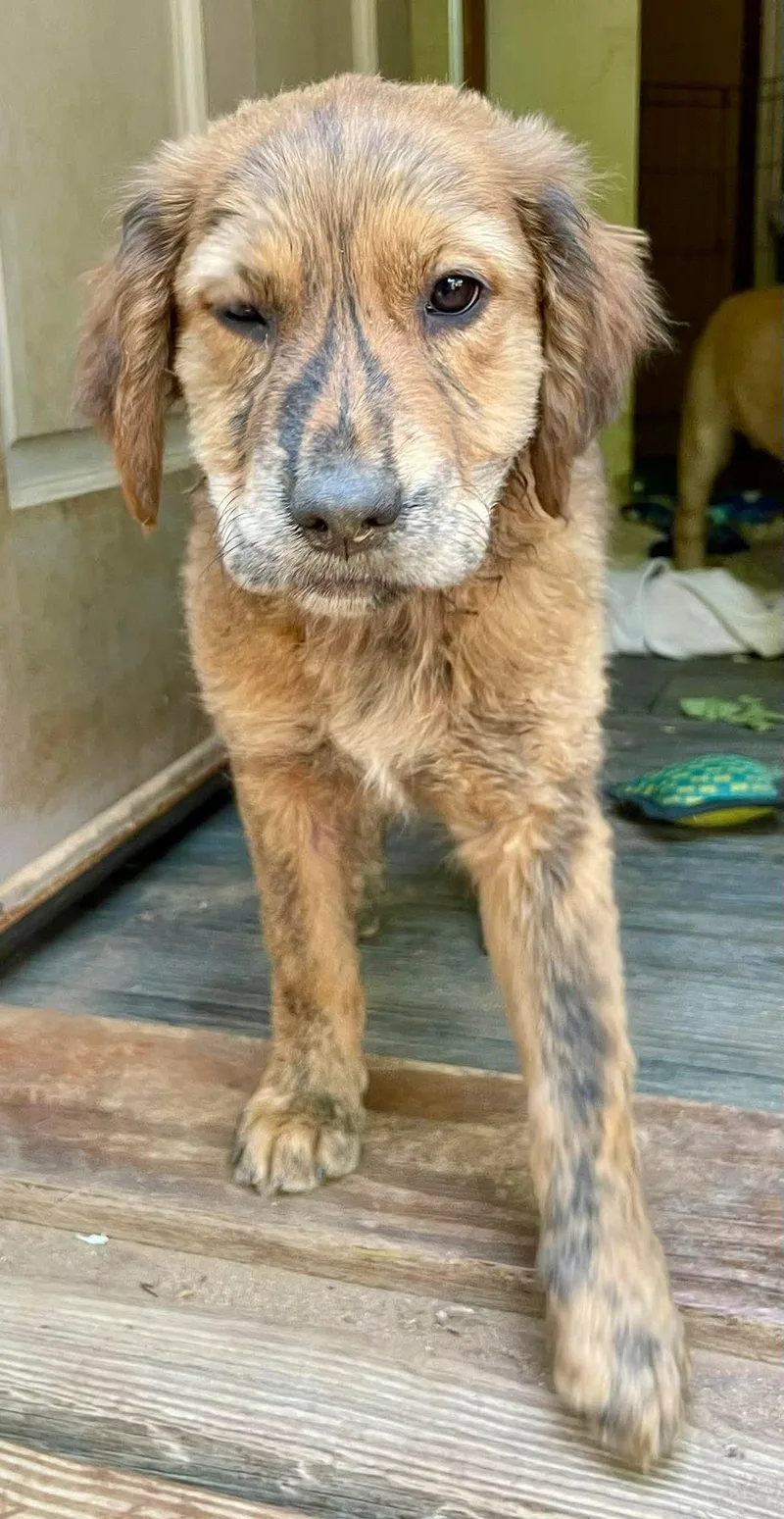 A baby medium-sized female Labrador Retriever dog named Brynn for adoption in Carmel, NY