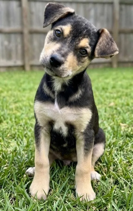 Opie