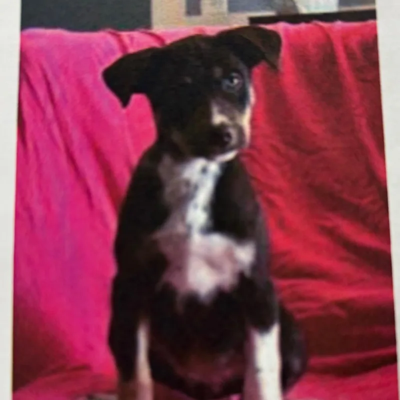 A baby small-sized female Black Shepherd dog named Emma for adoption in Wilmington, DE
