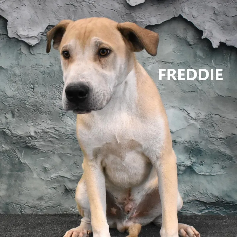 Freddie thumbnail 2