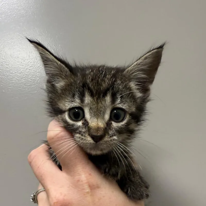 A baby small-sized female Brown / Chocolate Domestic Short Hair cat named Birch for adoption in Sand Springs, OK