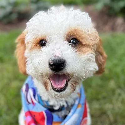 Teddy