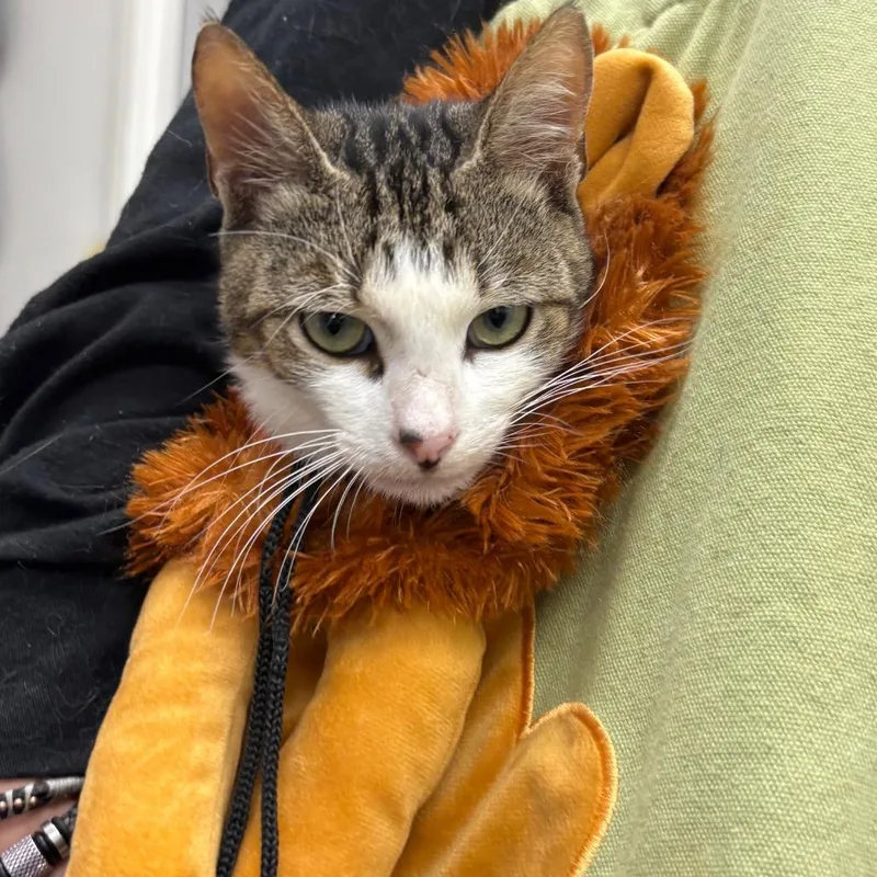 A young medium-sized male Brown / Chocolate Domestic Short Hair cat named Beans for adoption in Corpus Christi, TX