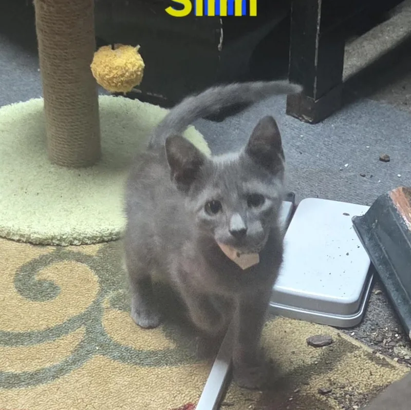 A baby small-sized male Gray / Blue / Silver American Shorthair cat named Slim for adoption in Houston, TX