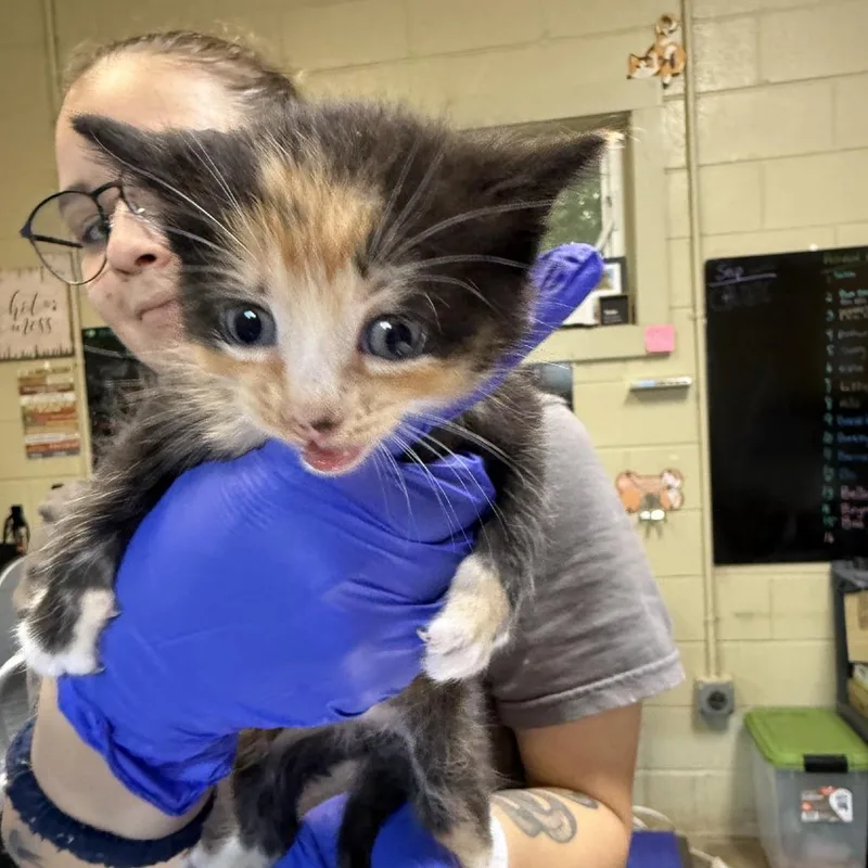 A baby small-sized female Brown / Chocolate Domestic Short Hair cat named Junebug for adoption in Columbus, NC