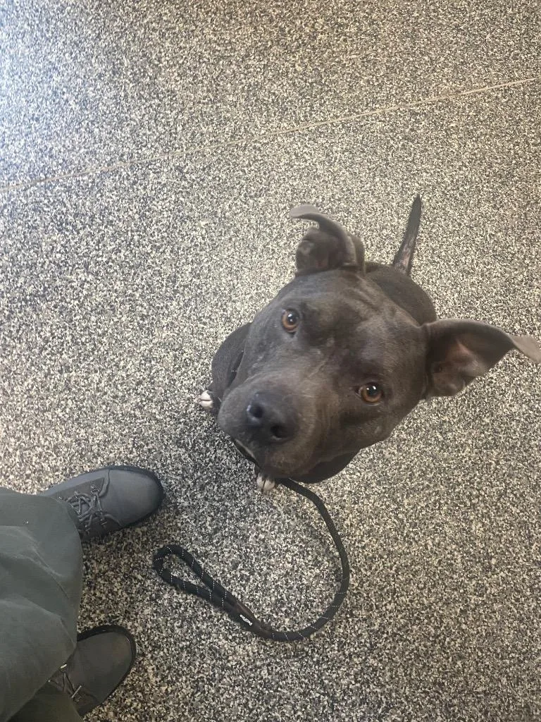 A young large-sized male Mixed Breed dog named Tyrone for adoption in Columbia, TN
