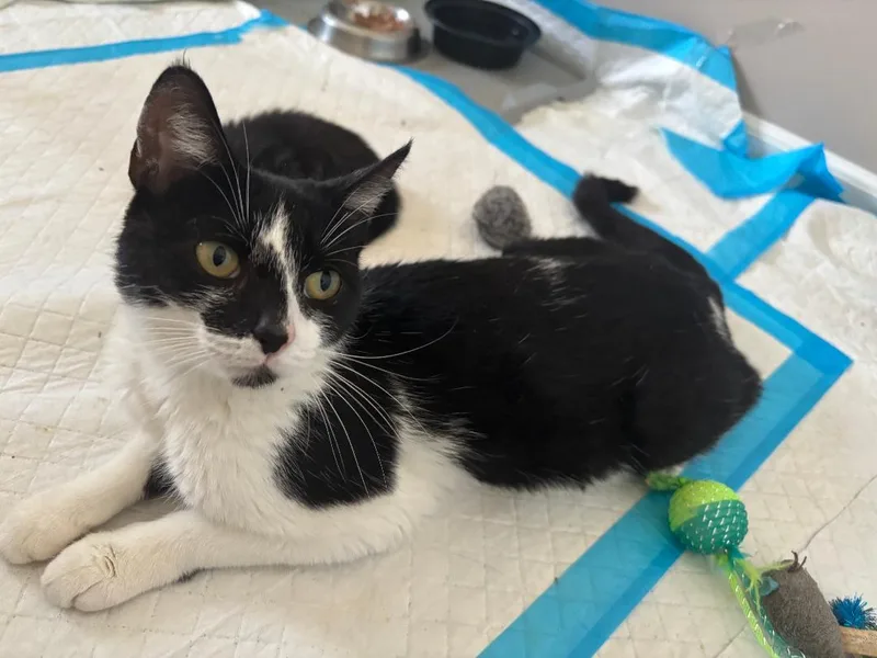 A young medium-sized female Black & White / Tuxedo Domestic Short Hair cat named Spring for adoption in Lambertville, NJ