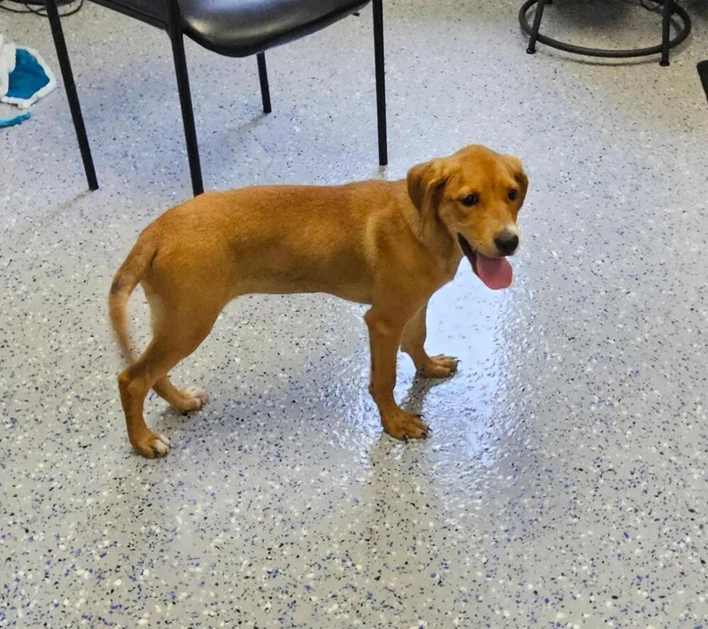 A baby medium-sized female White / Cream Hound dog named Hannah for adoption in Youngsville, NC