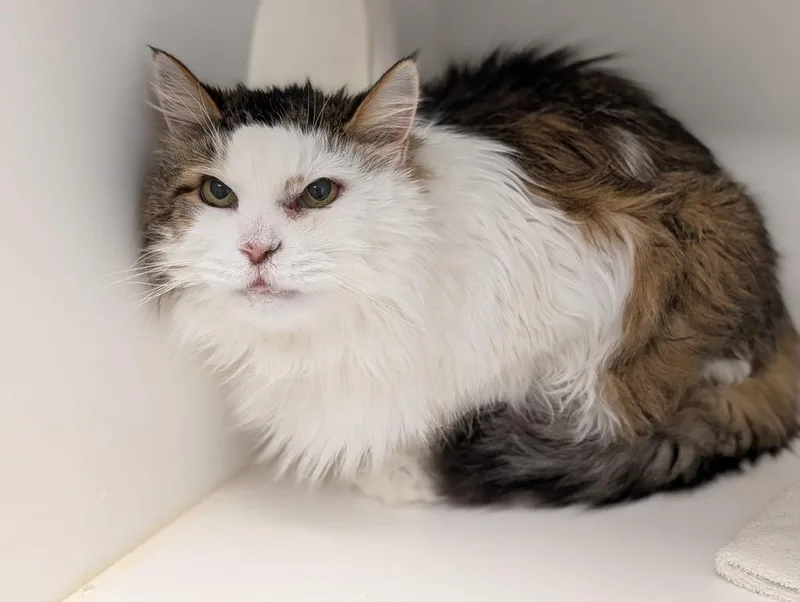 A senior medium-sized male Domestic Long Hair cat named Kiki for adoption in Greenfield, IN