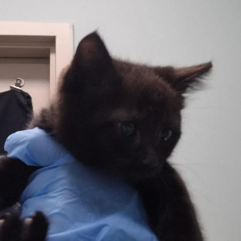 A baby small-sized male Black Domestic Medium Hair cat named Pina for adoption in Tacoma, WA