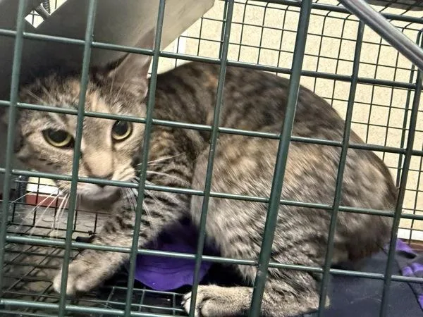 A young small-sized female Domestic Short Hair cat named Wild Rose for adoption in Salisbury, MD