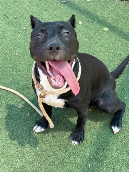 An adult medium-sized female Black American Staffordshire Terrier dog named Tiger for adoption in El Paso, TX