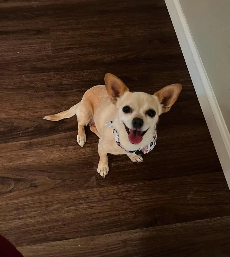 An adult small-sized female Chihuahua dog named Maple for adoption in Visalia, CA