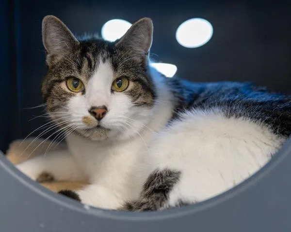 A senior medium-sized male Domestic Short Hair cat named Lyko for adoption in Leesburg, VA