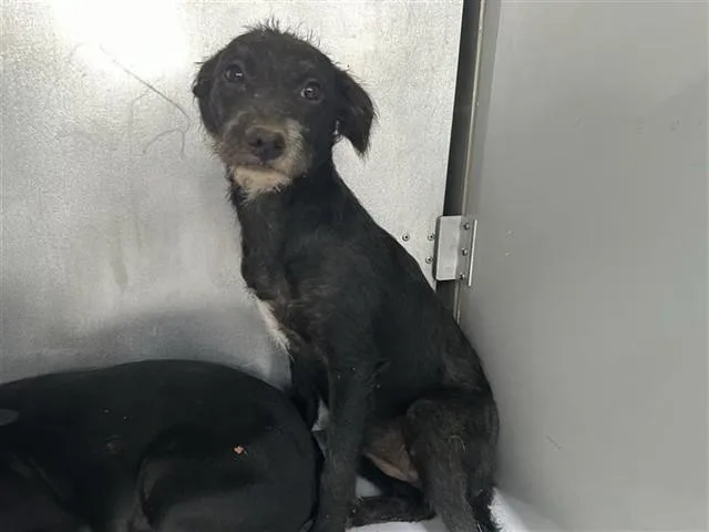 A young small-sized female Chihuahua dog named A for adoption in Houston, TX