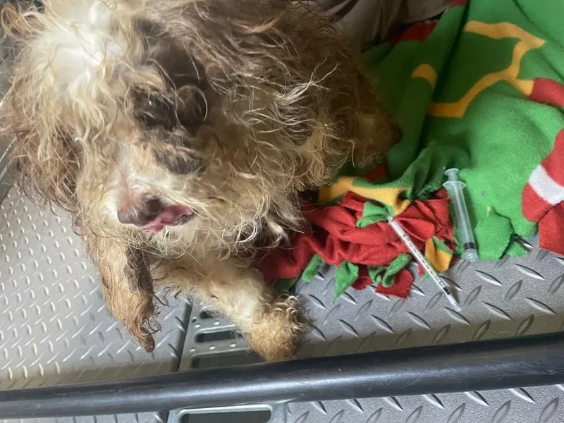 A senior small-sized female Mixed Breed dog named Anna Lee for adoption in Columbia, TN