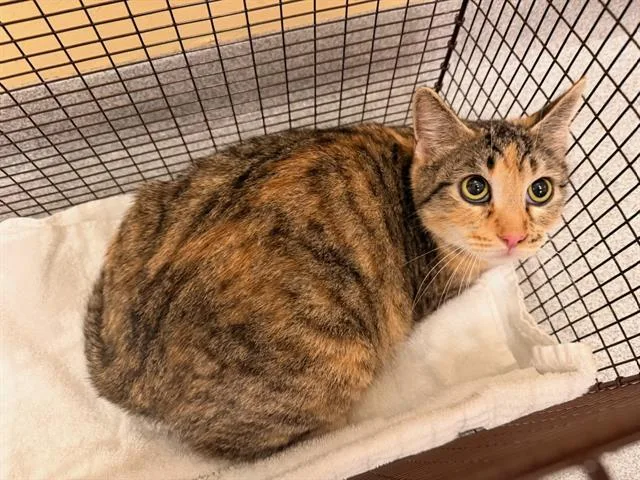 A young medium-sized female Domestic Short Hair cat named Katia for adoption in Tustin, CA