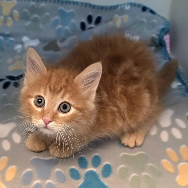 A baby medium-sized male Tabby (Orange / Red) Tabby cat named Oliver for adoption in Greensboro, NC