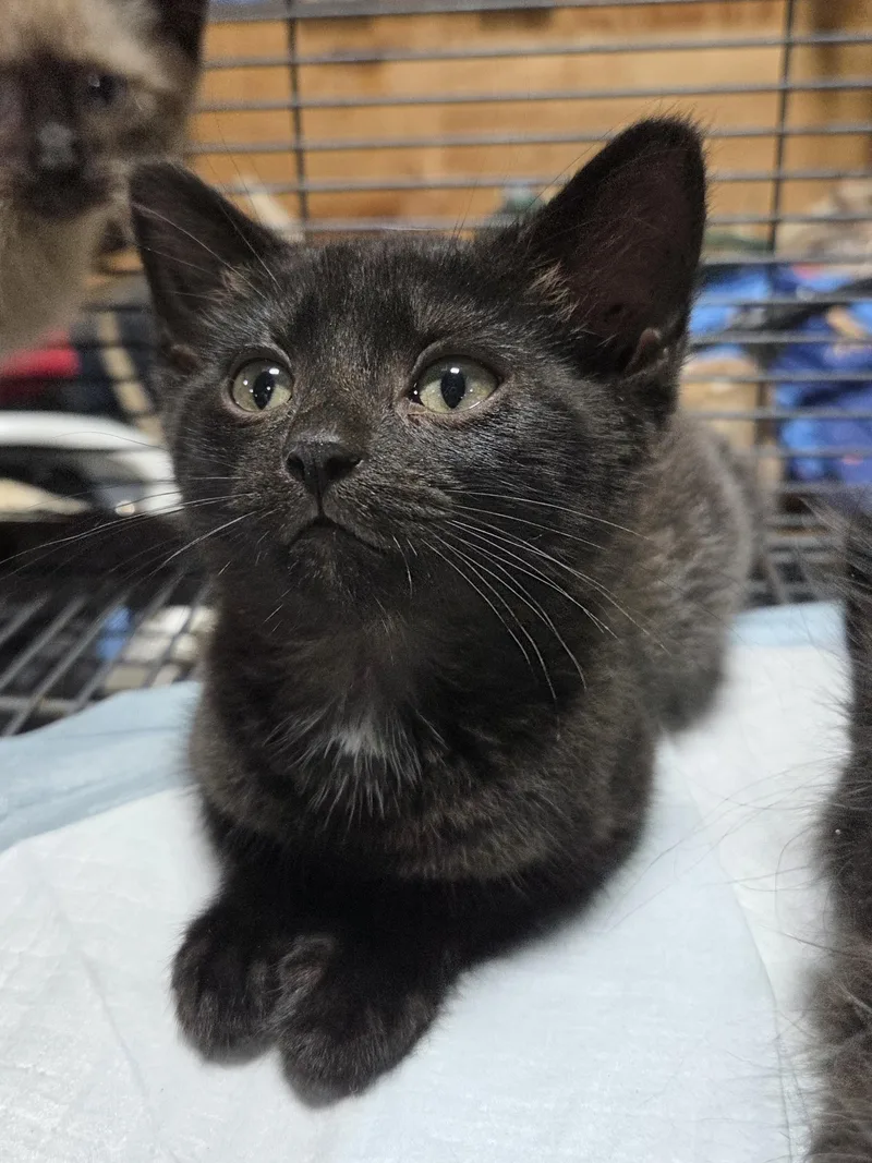 A baby small-sized male Black Domestic Short Hair cat named Boo Bear for adoption in Columbia, MO