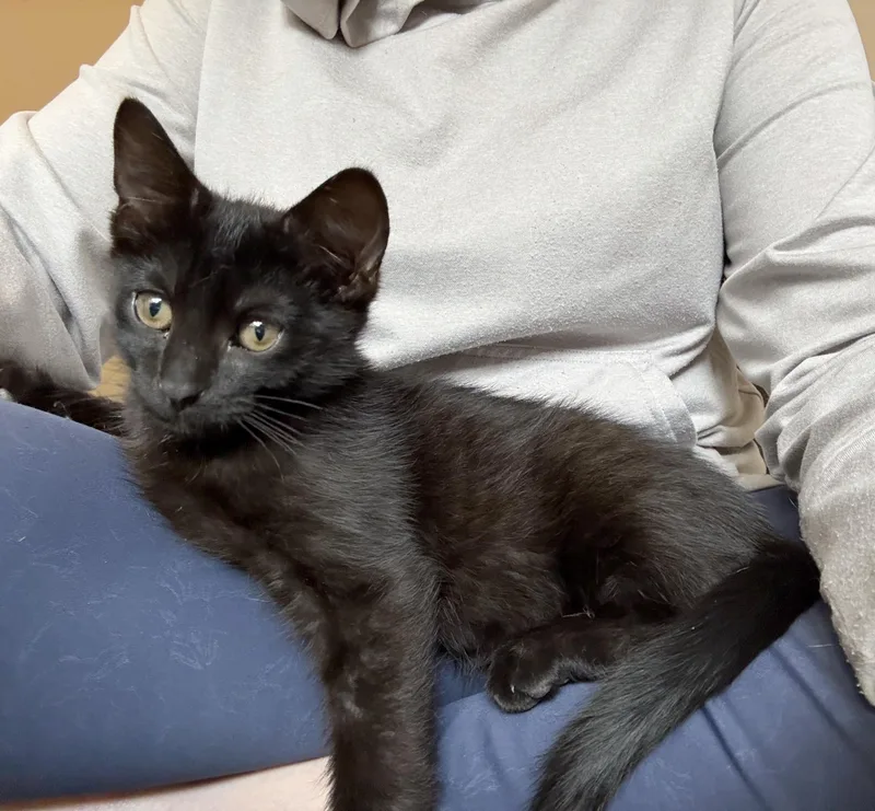 A baby medium-sized male Black Domestic Short Hair cat named Moose for adoption in Parkville, MO