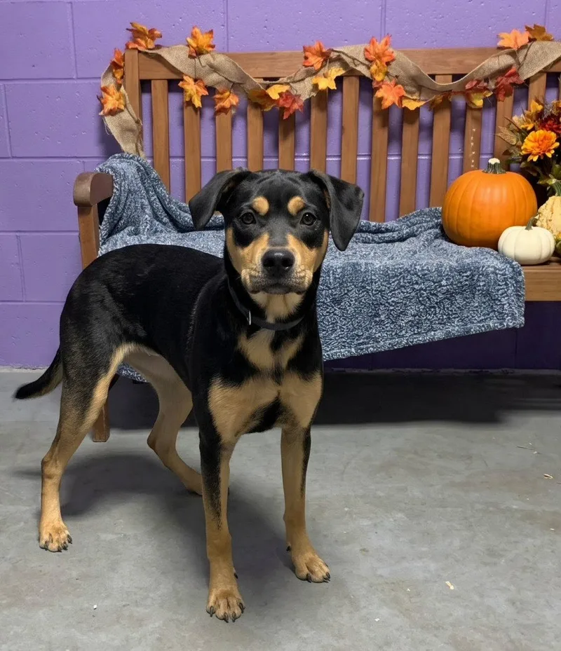 A baby large-sized female Labrador Retriever dog named Vi for adoption in North Prairie, WI