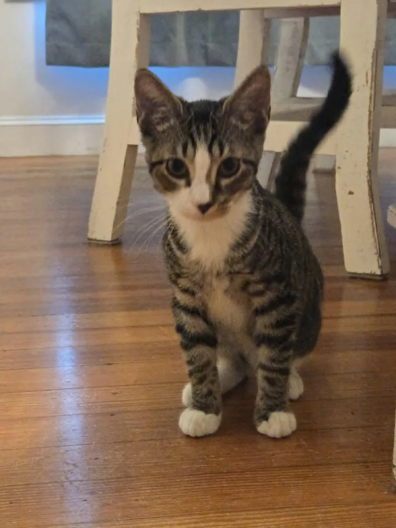 A young medium-sized male Domestic Short Hair cat named Freebie for adoption in Camden, SC