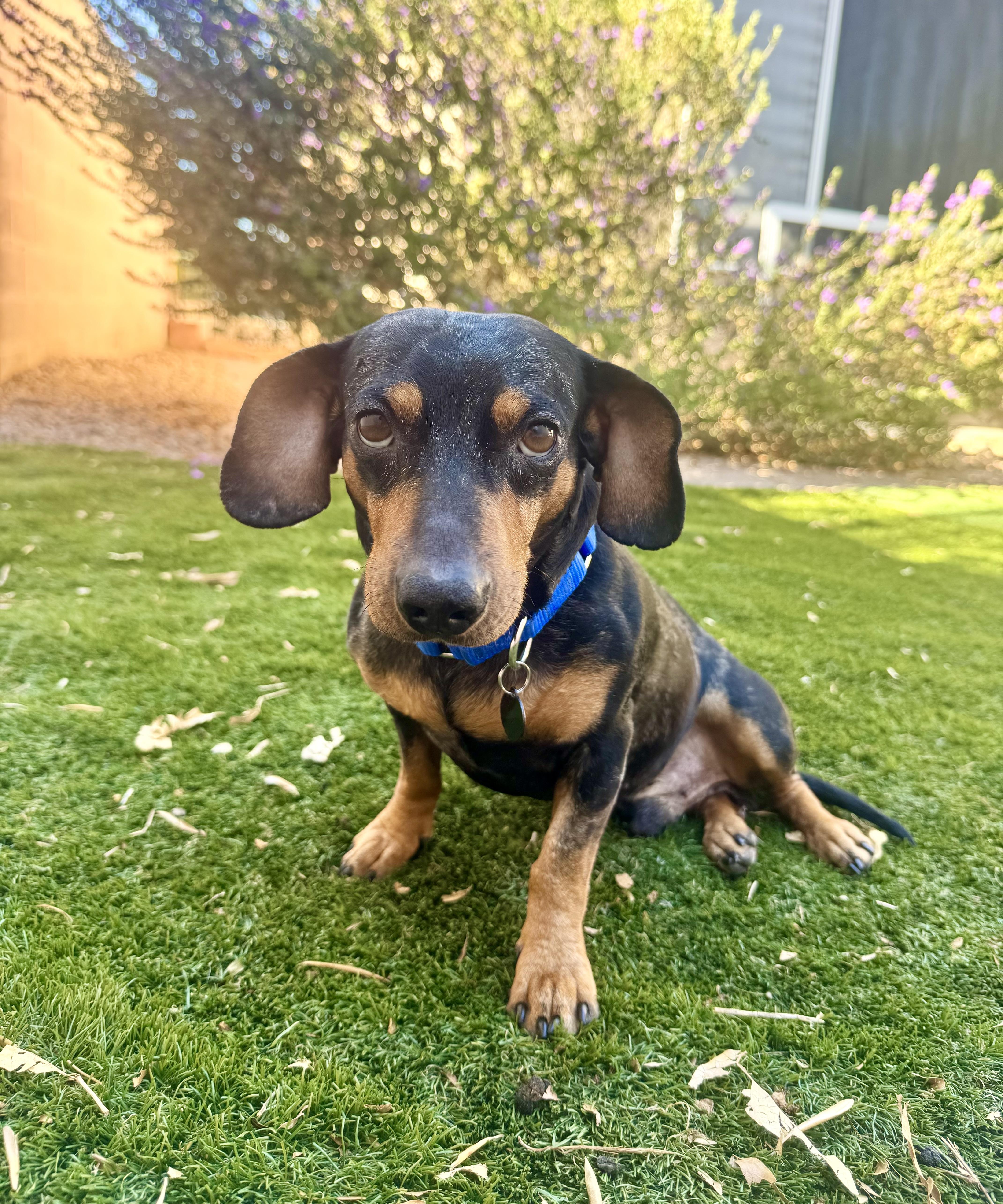 An adult small-sized male Bicolor Dachshund dog named Stanley for adoption in Las Vegas, NV