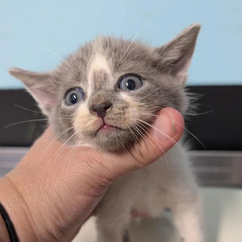 A baby small-sized male White Siamese cat named Cocoa for adoption in Jefferson City, TN