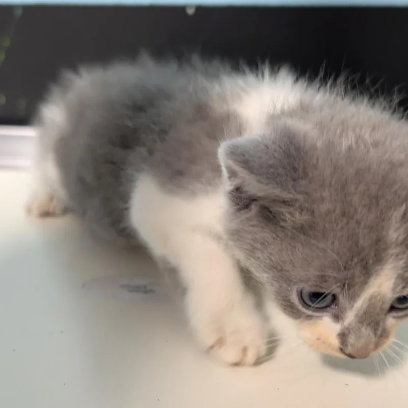 Cocoa thumbnail 2