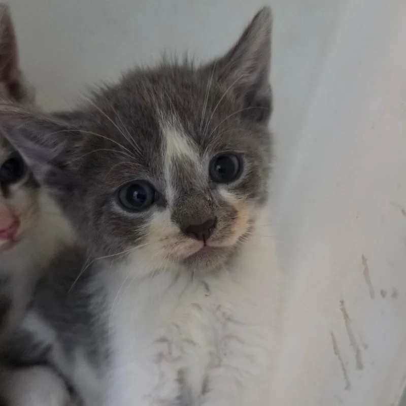 Cocoa thumbnail 3