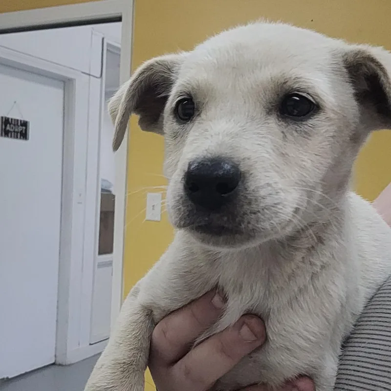 A baby small-sized female White / Cream Labrador Retriever dog named Emily for adoption in Clarksdale, MS