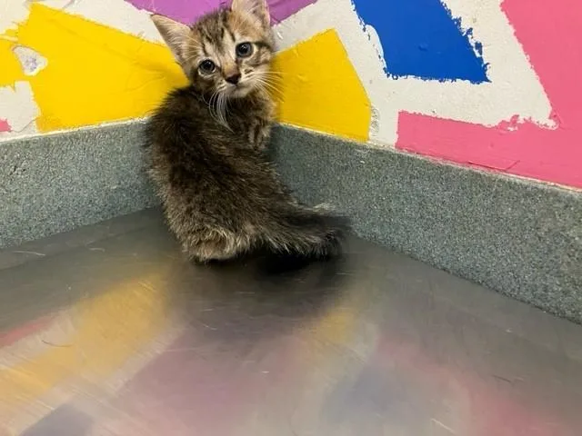 A baby small-sized male Domestic Short Hair cat named Wafer for adoption in Baytown, TX