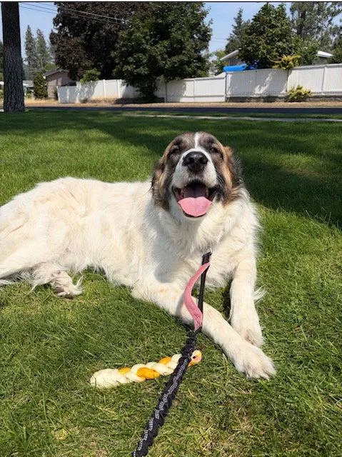 Ruby Pyr thumbnail 2