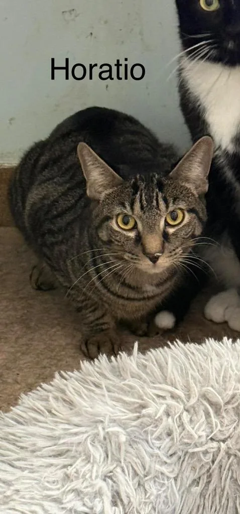 Horatio