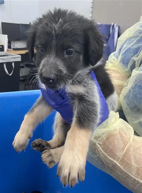 A baby large-sized female Mixed Breed dog named Giggle for adoption in Dallas, TX