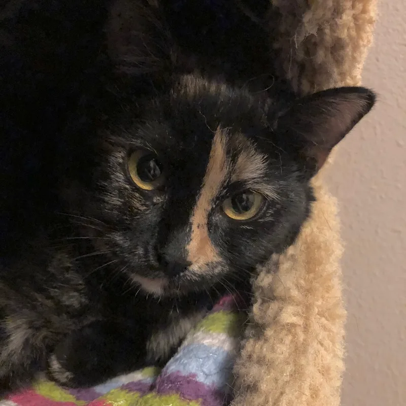 A young medium-sized female Tortoiseshell Domestic Short Hair cat named Abby for adoption in Puyallup, WA