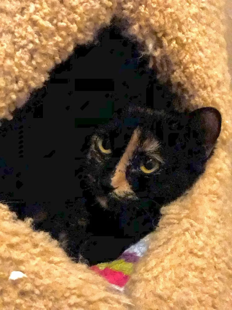 Abby thumbnail 5