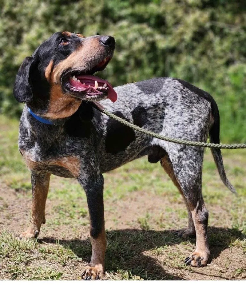 An adult large-sized male Bluetick Coonhound dog named Rocky for adoption in Bloomfield, CT