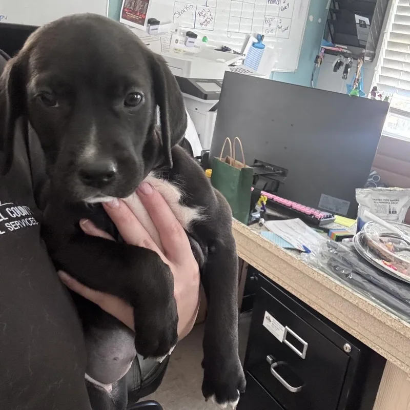 Cranberry thumbnail 2