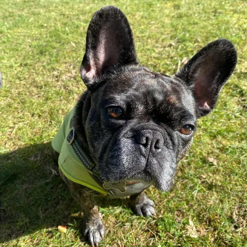 An adult medium-sized female Brindle French Bulldog dog named Maggie for adoption in Bellingham, WA