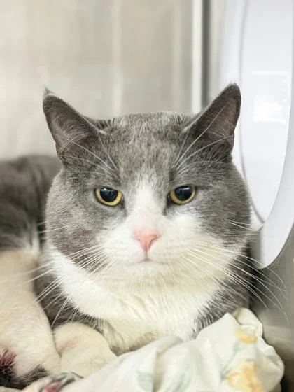 An adult medium-sized male Domestic Short Hair cat named Boots for adoption in West Chester, PA
