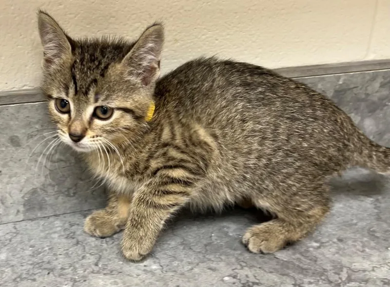 A baby medium-sized female Domestic Short Hair cat named Ursa for adoption in Greeneville, TN