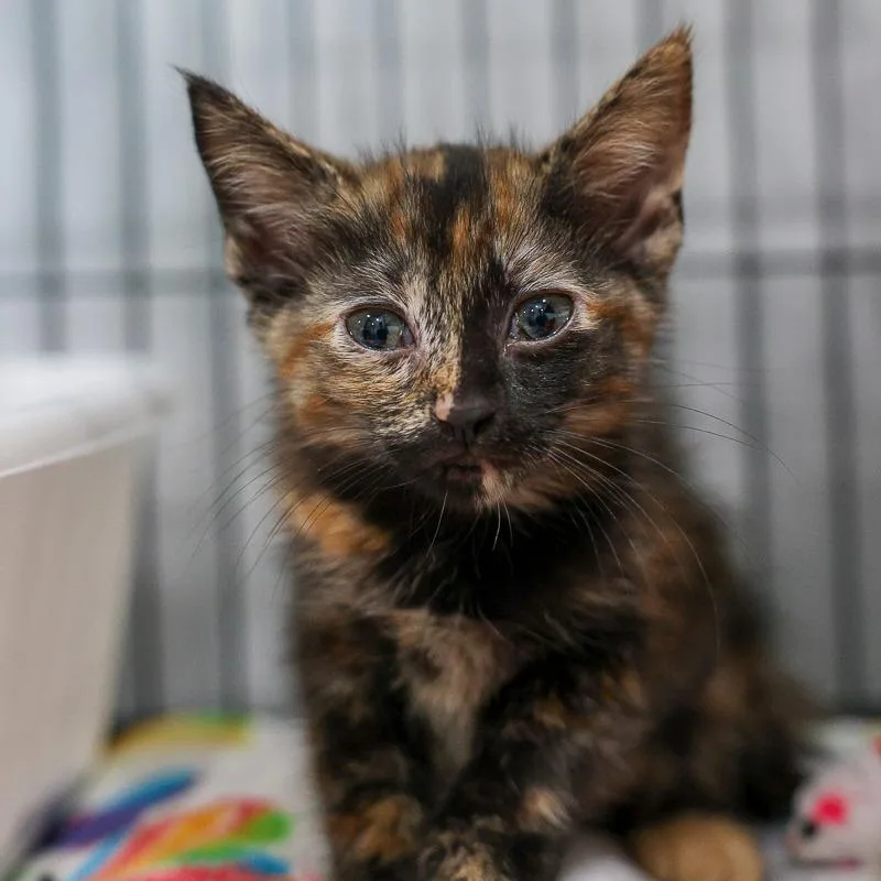 A baby small-sized female Tortoiseshell Domestic Medium Hair cat named Robin for adoption in Bradenton, FL